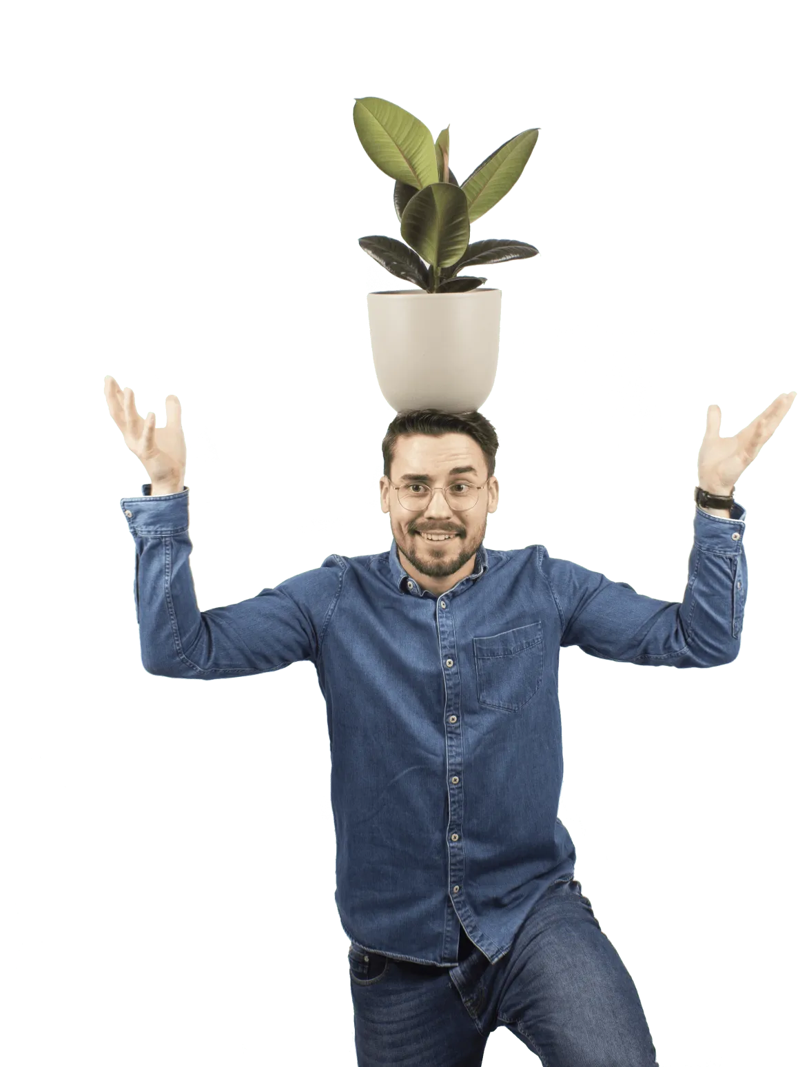 Ficus robusta (rubber tree) (M)