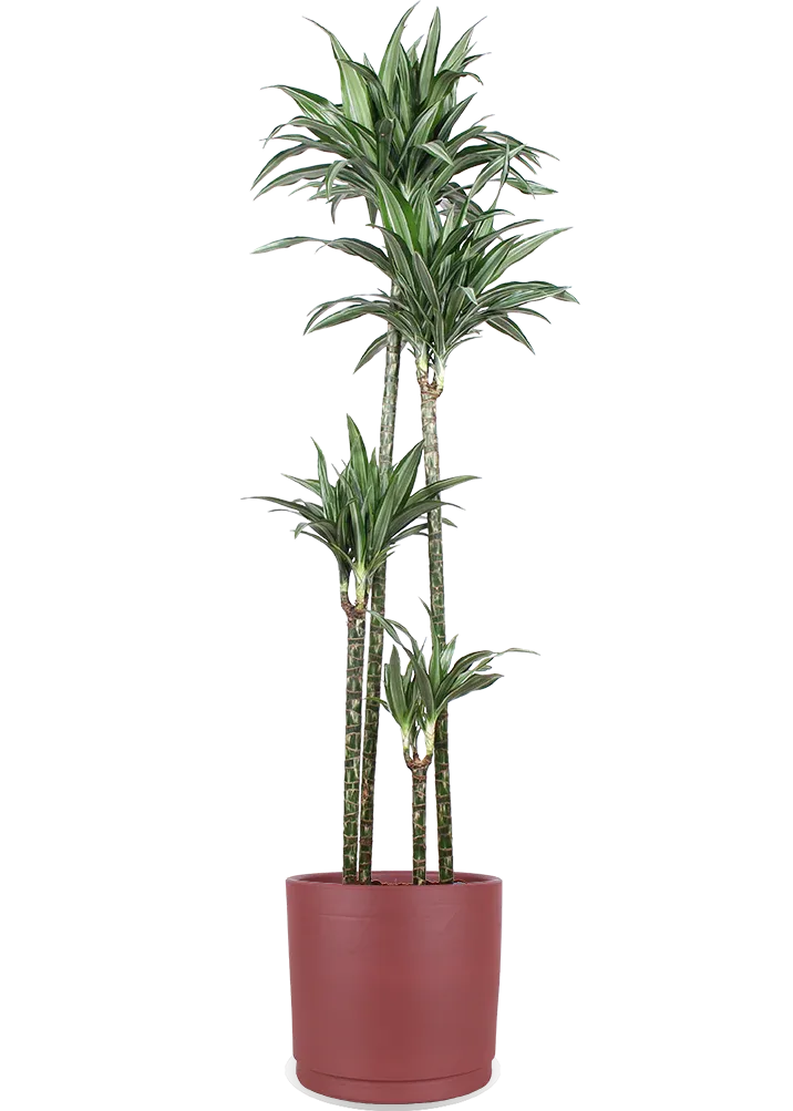 Dracaena ulises (Dragon Tree) (XL)