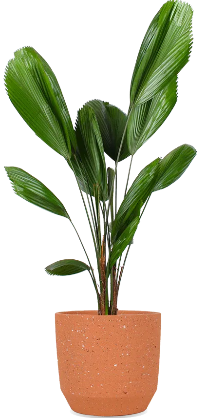 Licuala grandis (Sunflower Palm) (M)