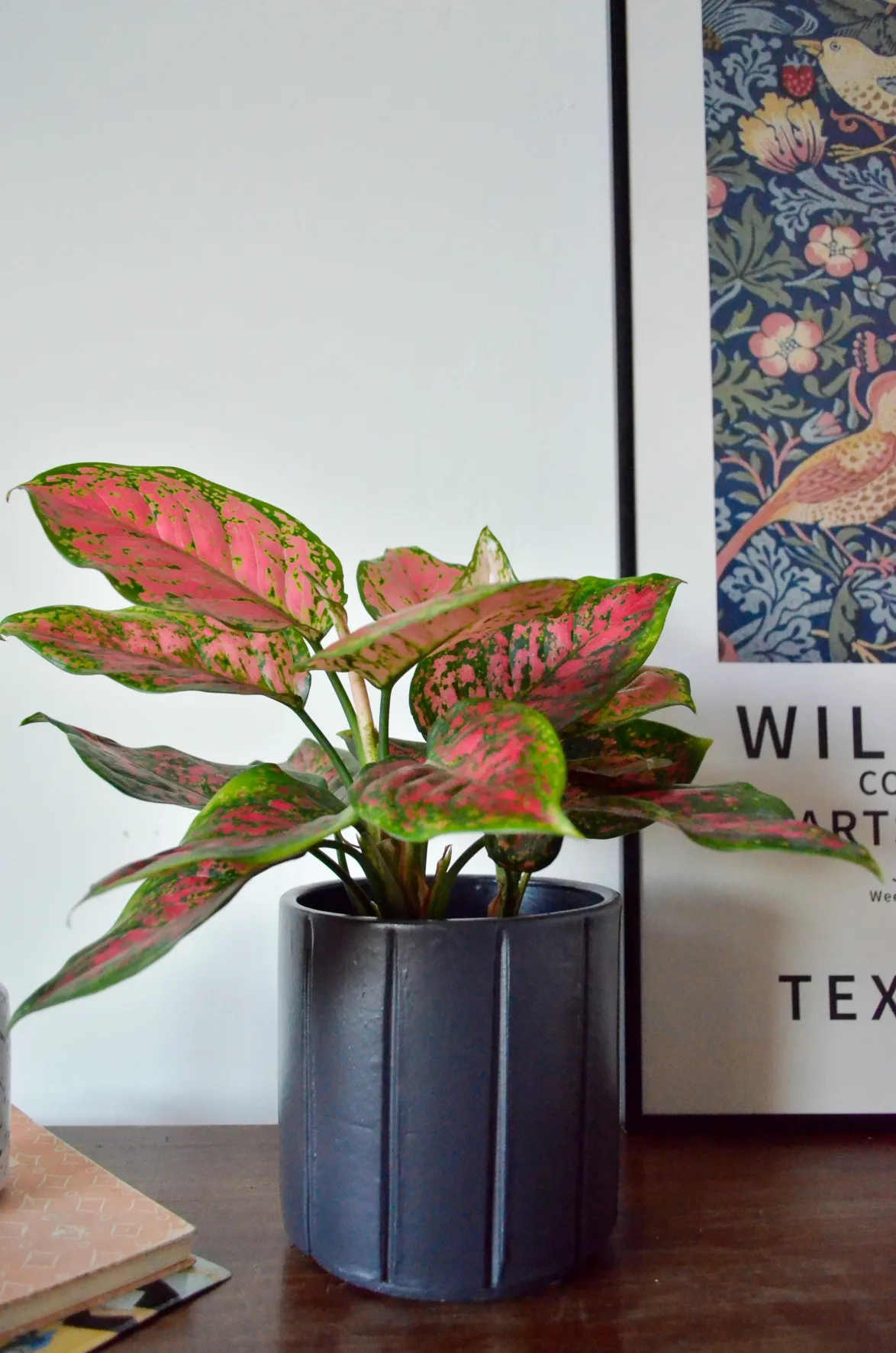 Aglaonema spotted star (S)
