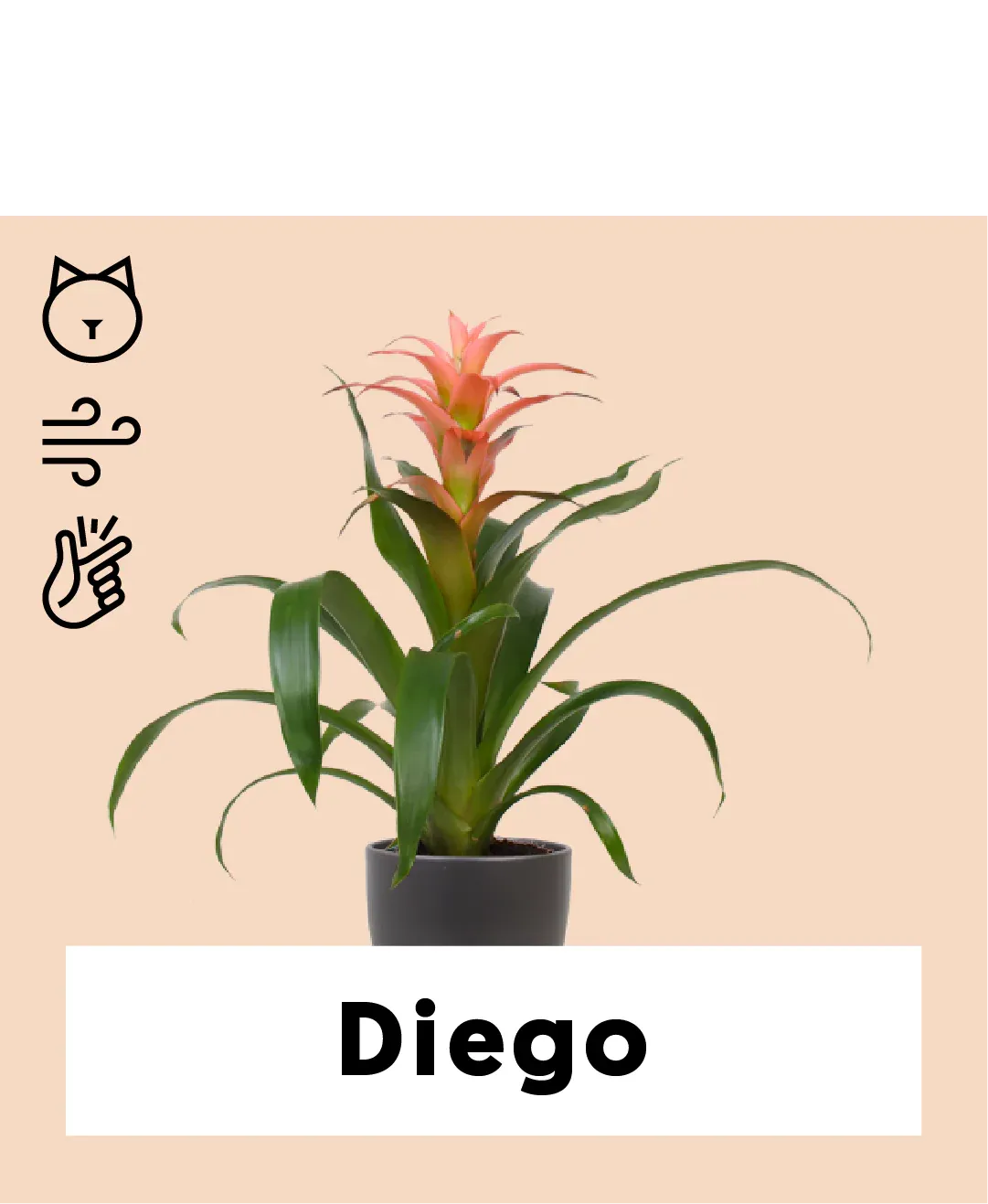 Guzmania melissa (Bromelia)