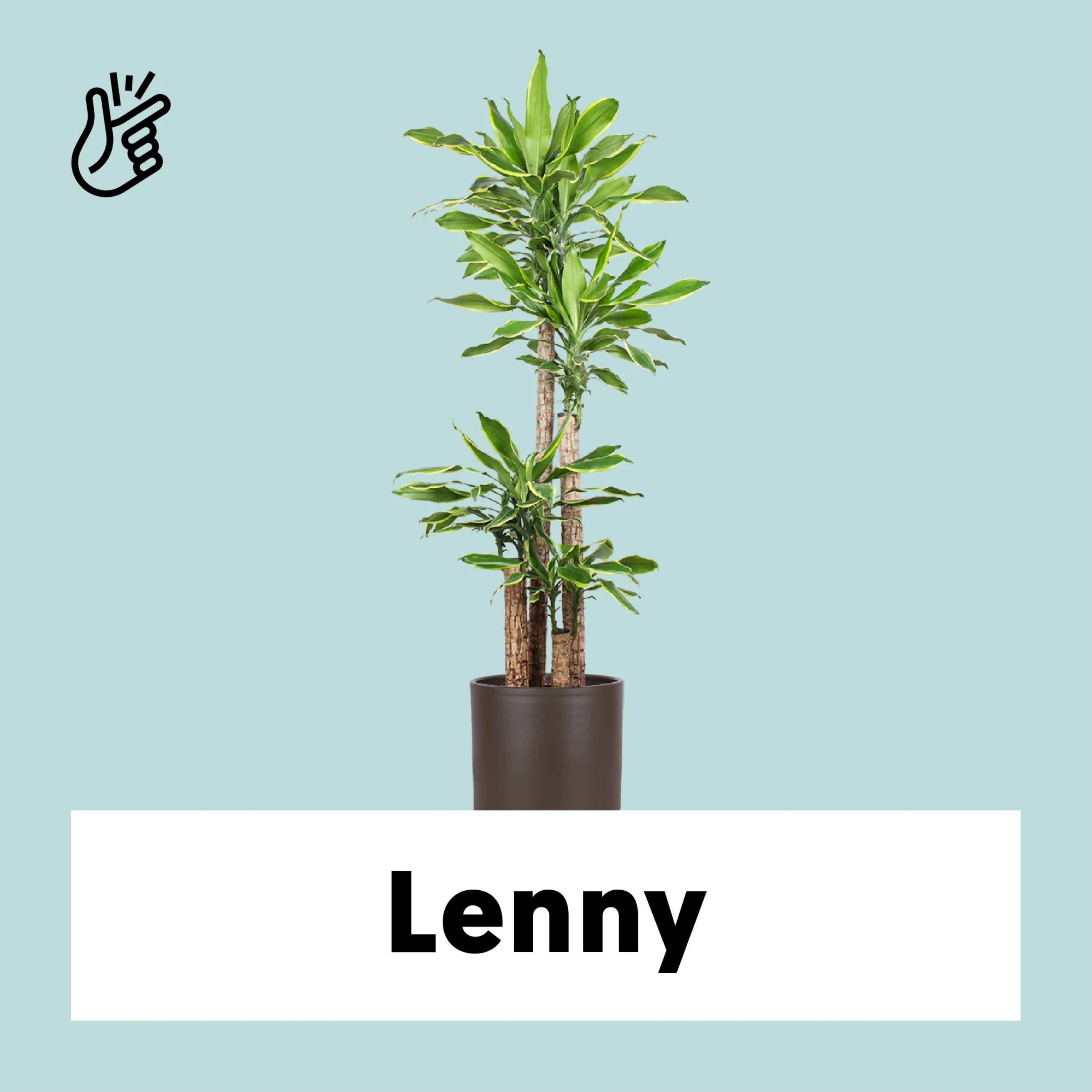 Dracaena golden coast (Dragon tree) (XL)