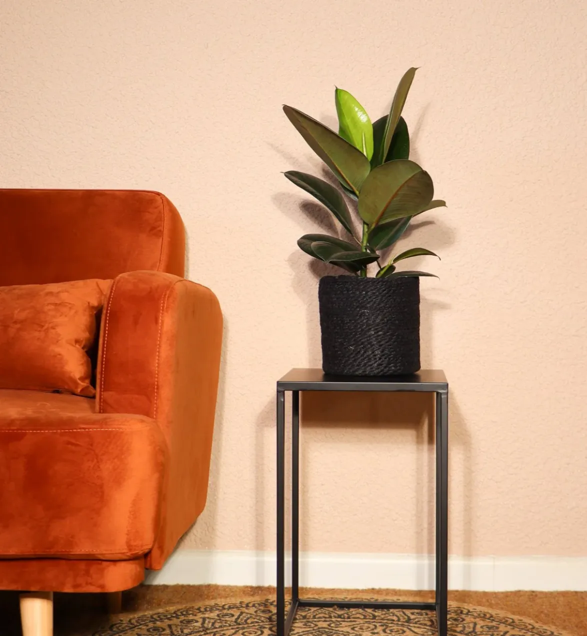 Ficus robusta (rubber tree) (M)