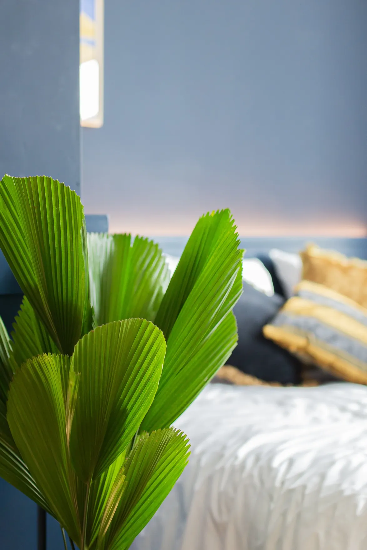 Licuala grandis (Sunflower Palm) (M)