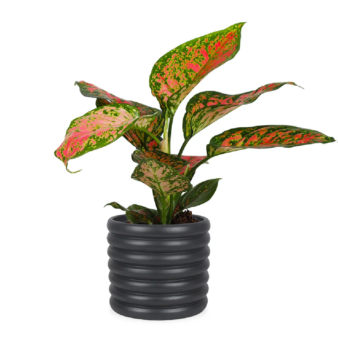 Aglaonema spotted star (S)