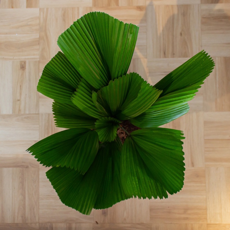 Licuala grandis (Strahlenpalme) (M)