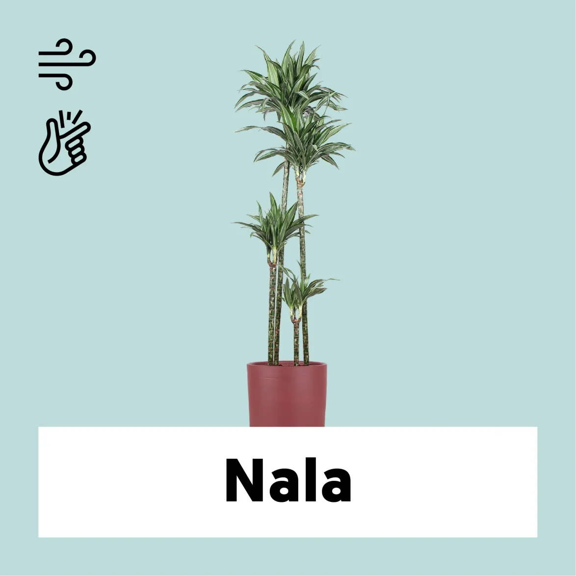 Dracaena ulises (Dragon Tree) (XL)