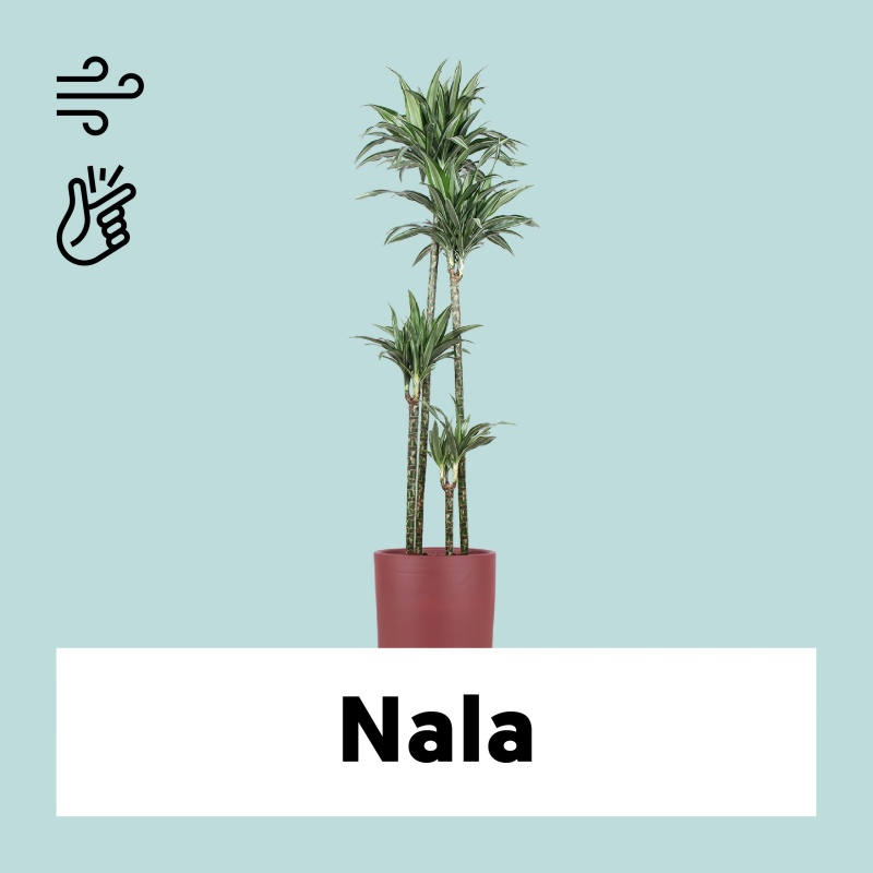 Dracaena ulises (Drachenbaum) (XL)