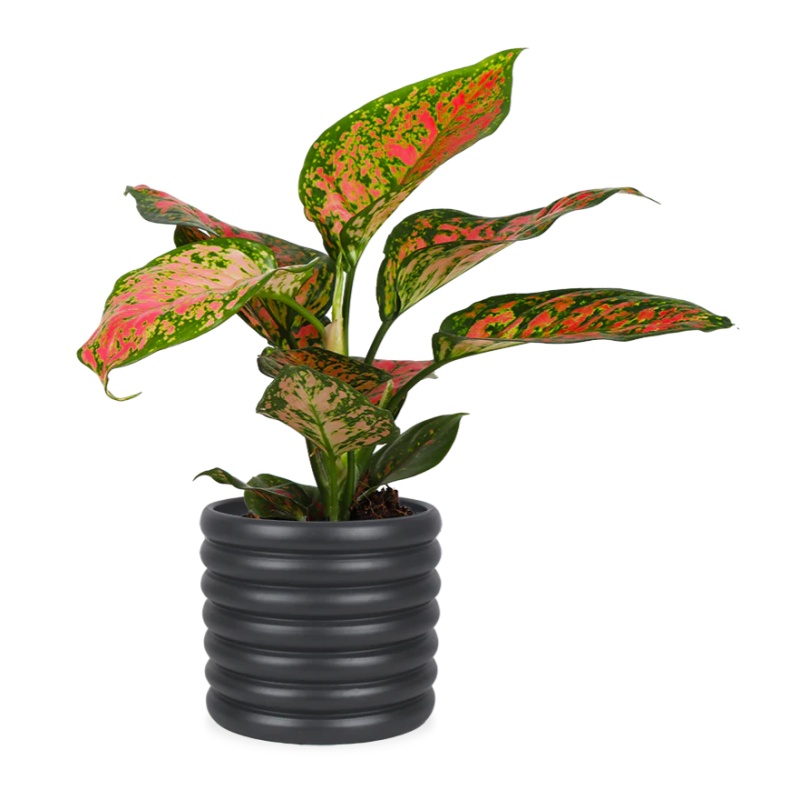 Aglaonema spotted star (S)