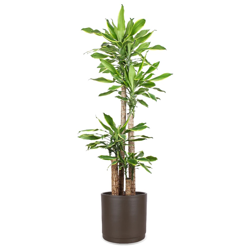 Dracaena golden coast (Dragon tree) (XL)