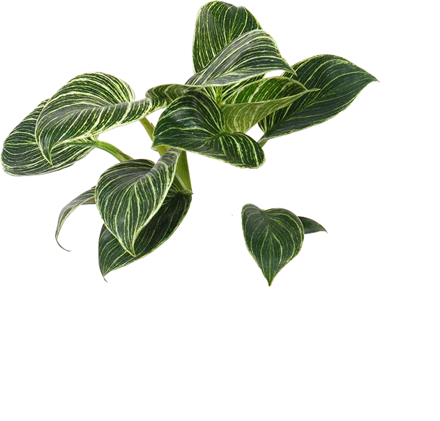 Philodendron birkin (Tree Friend) (S)