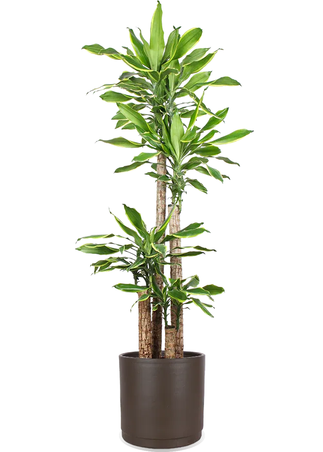 Dracaena golden coast (Dragon tree) (XL)