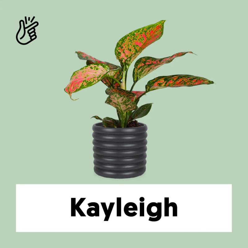 Aglaonema spotted star (S)