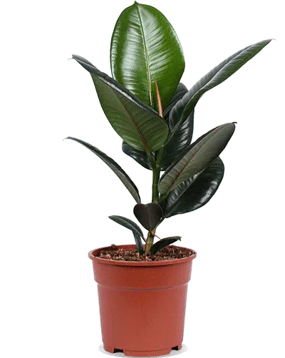 Ficus robusta (rubber tree) (M)