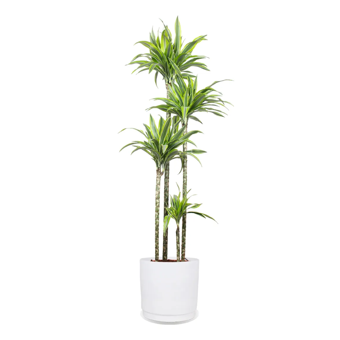 Dracaena lemon lime (Dragon Tree) (XL)