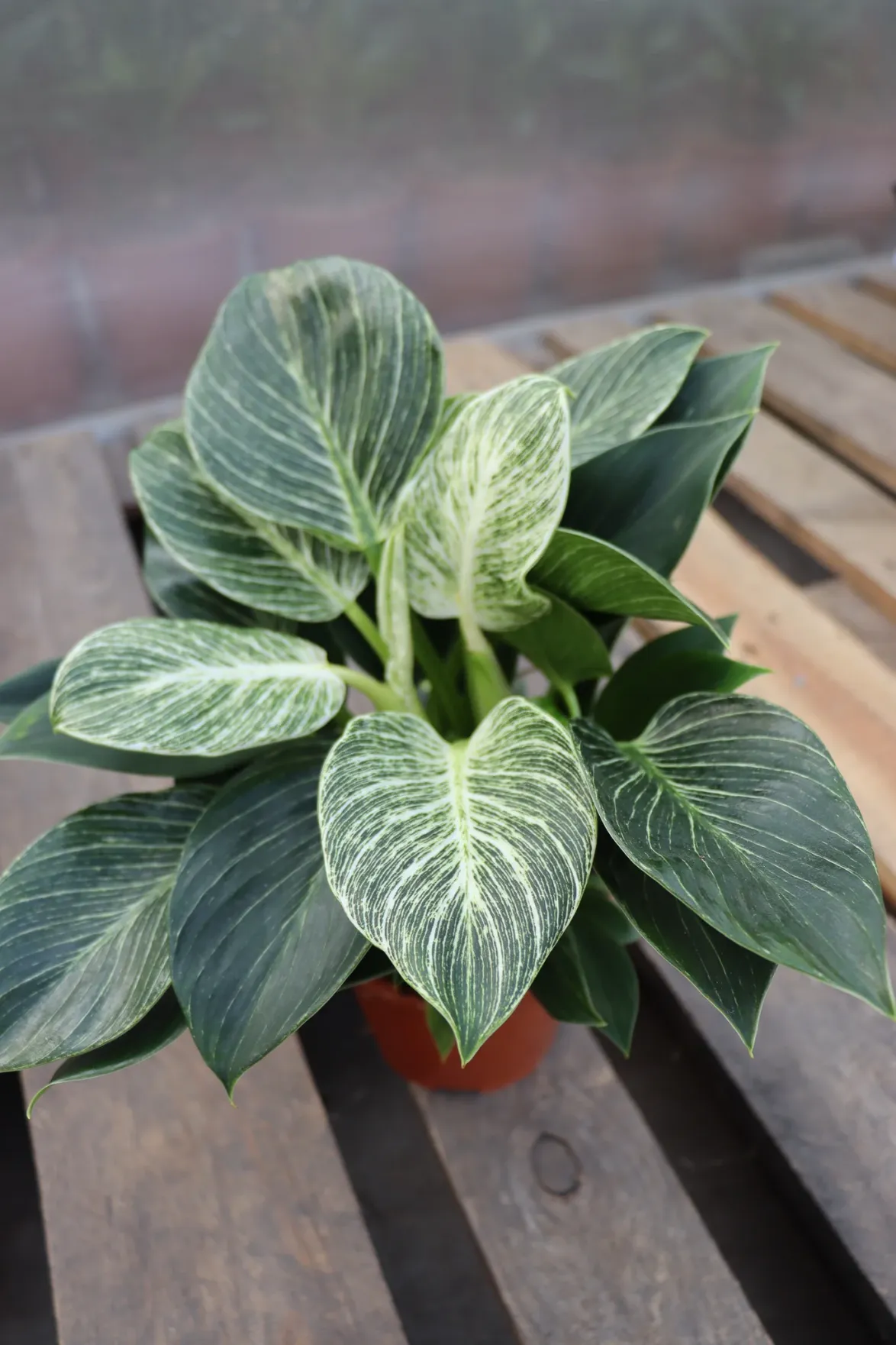 Philodendron birkin (Tree Friend) (S)