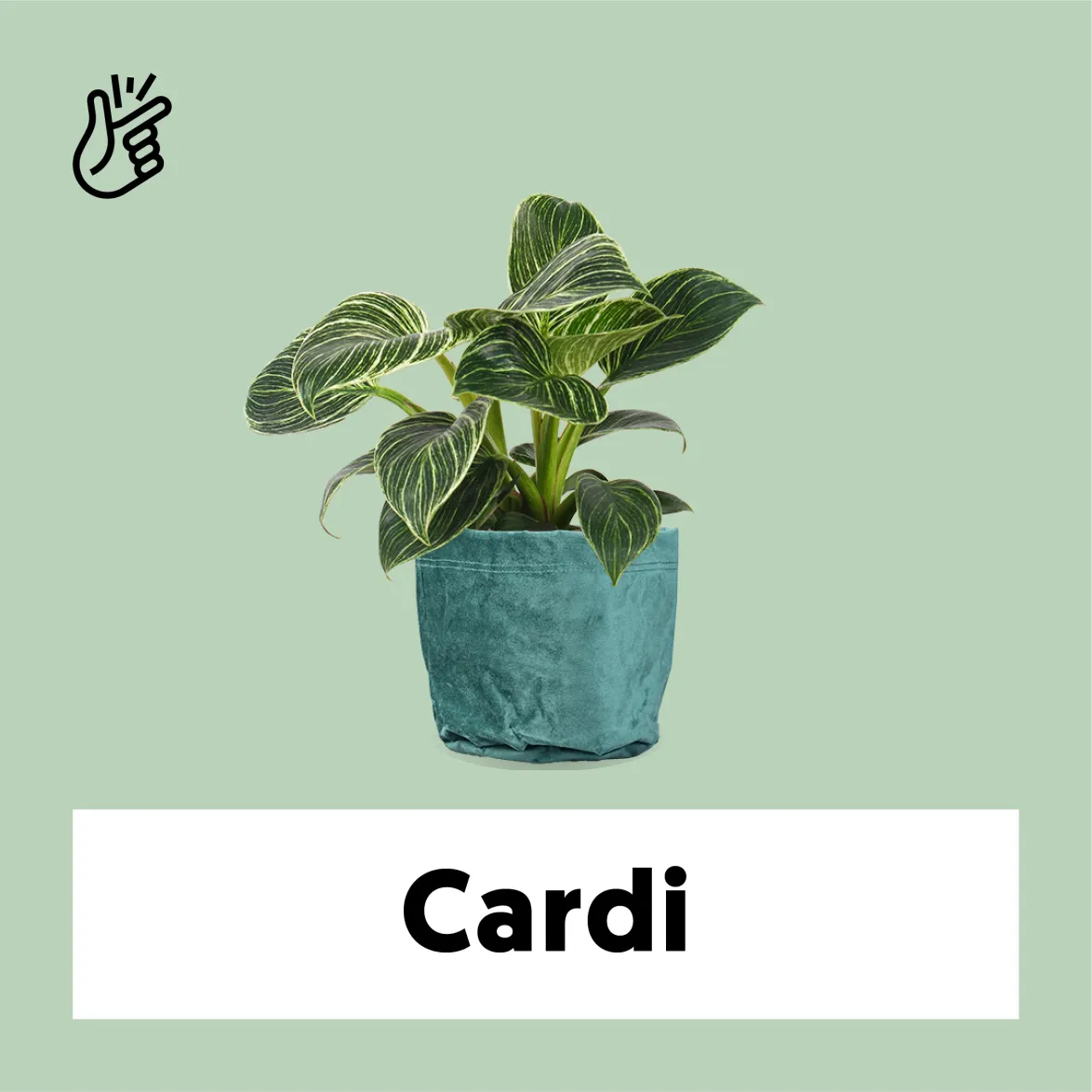 Philodendron birkin (Tree Friend) (S)