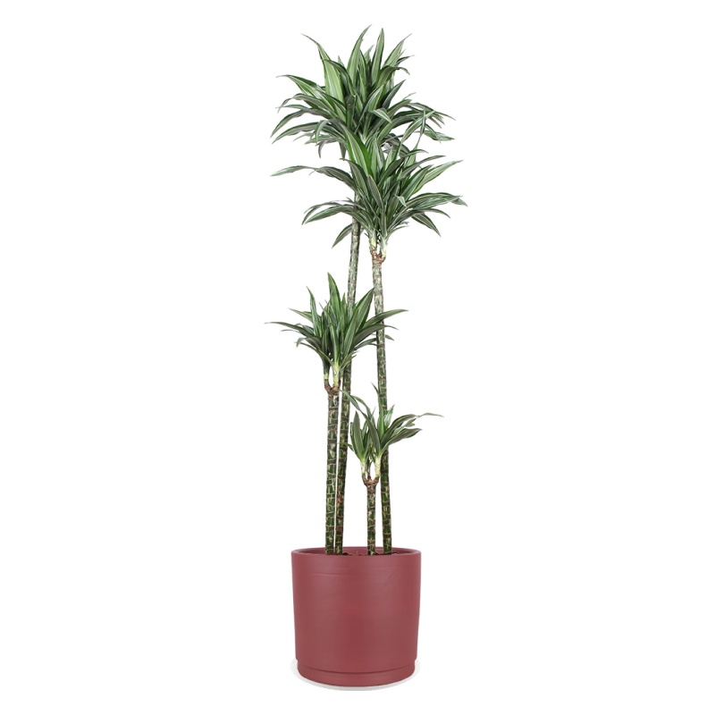 Dracaena ulises (Drachenbaum) (XL)