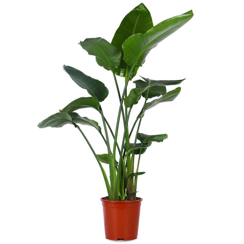 Strelitzia nicolai (Paradise-flowered) (XL)