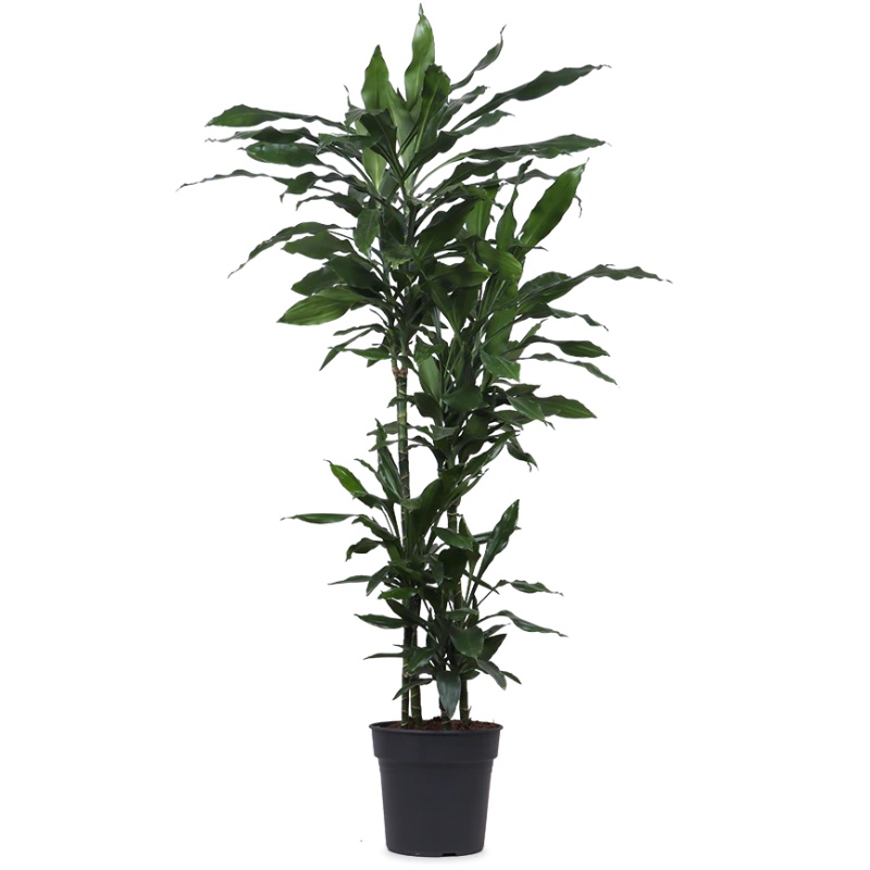 Dracaena janet lind (Dragon Tree) (XL)