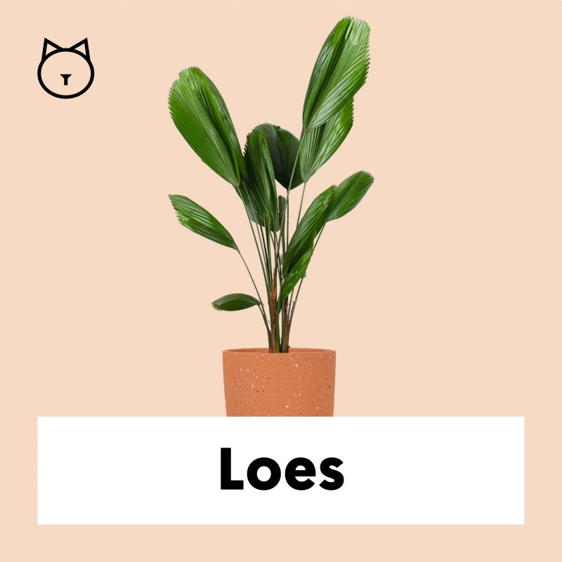 Licuala grandis (Strahlenpalme) (M)