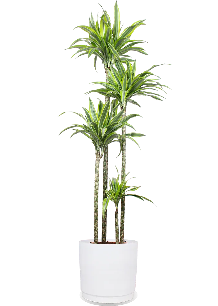 Dracaena lemon lime (Dragon Tree) (XL)