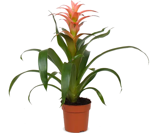Guzmania melissa (bromeliad)