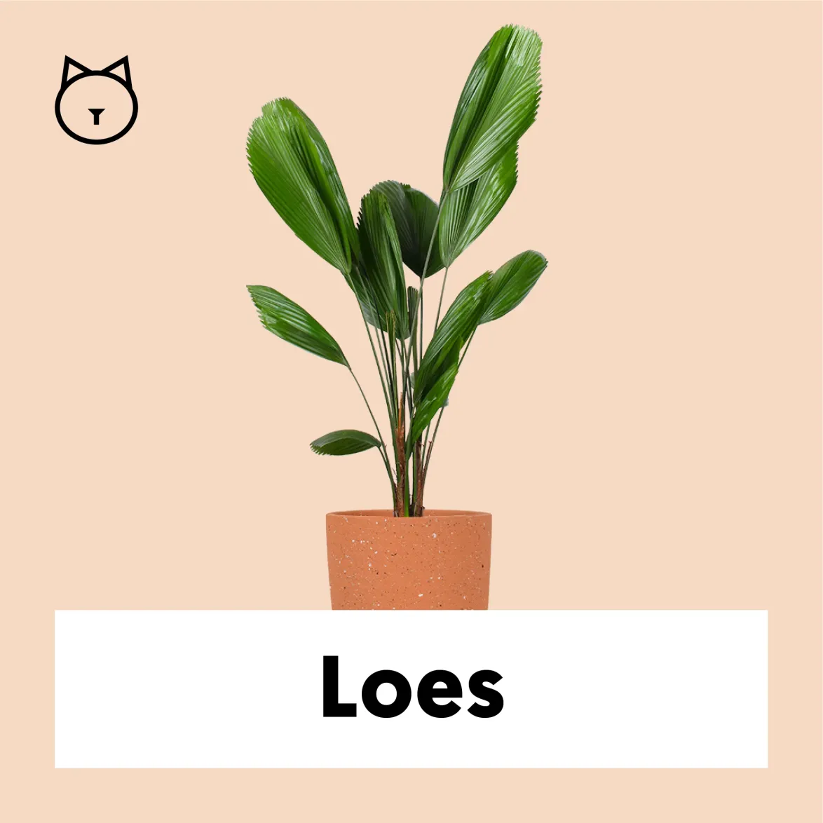 Licuala grandis (Sunflower Palm) (M)