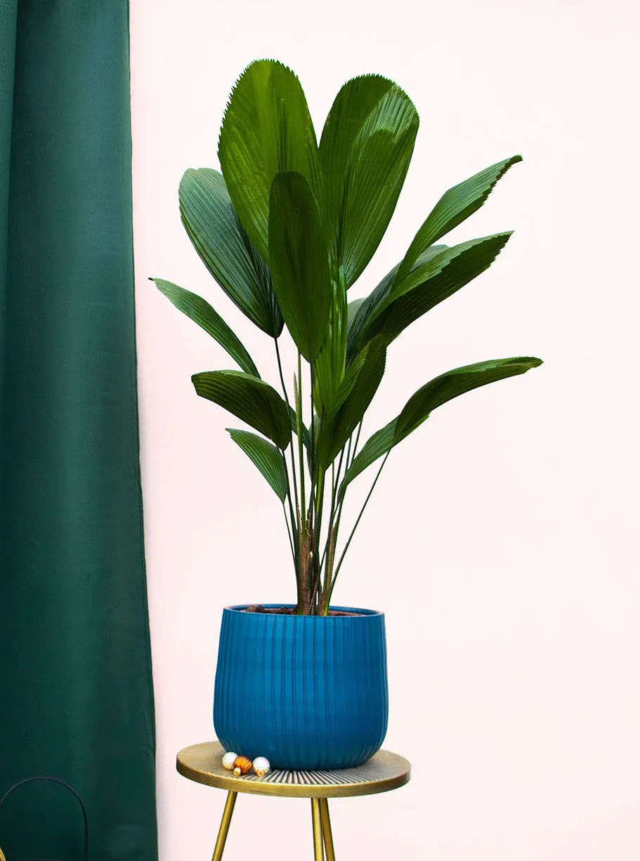 Licuala grandis (Sunflower Palm) (M)