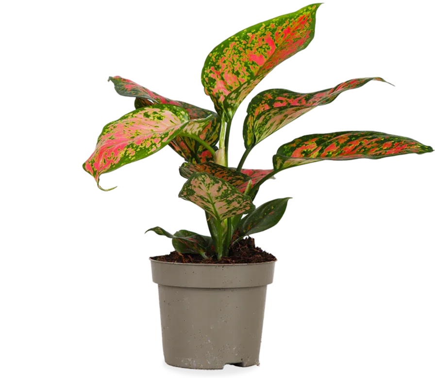 Aglaonema spotted star (S)