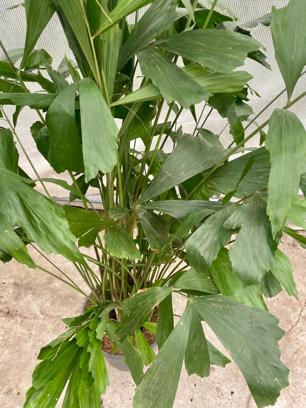 Caryota mitis (Groggy Twigs)