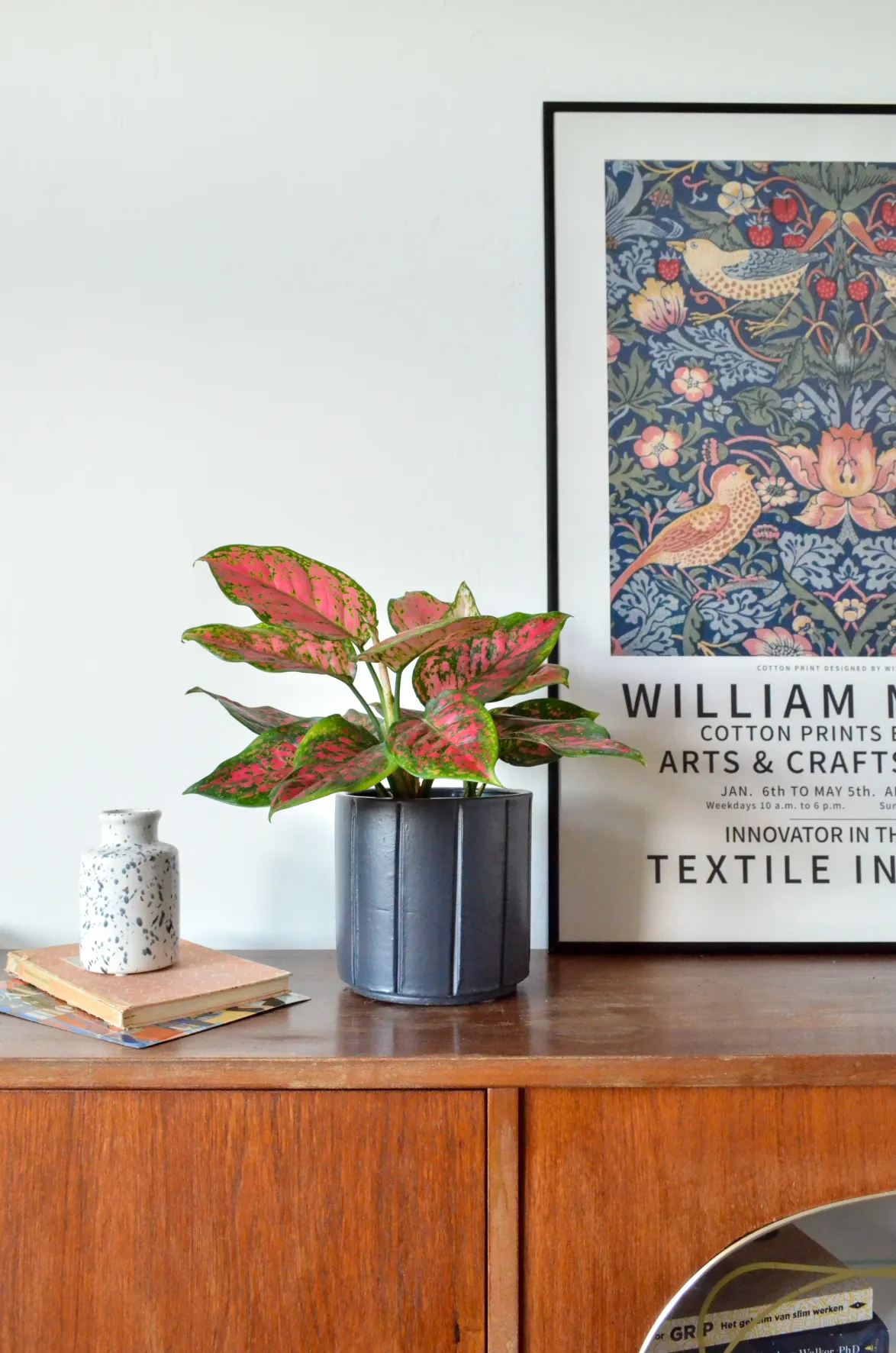 Aglaonema spotted star (S)