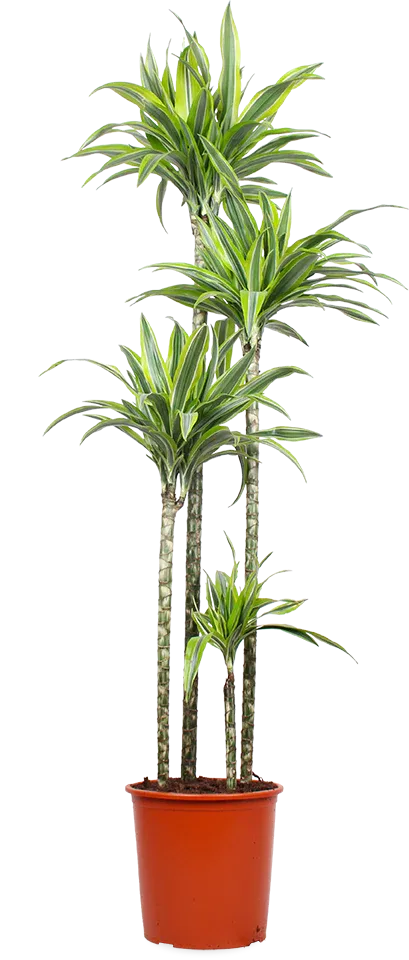Dracaena lemon lime (Dragon Tree) (XL)