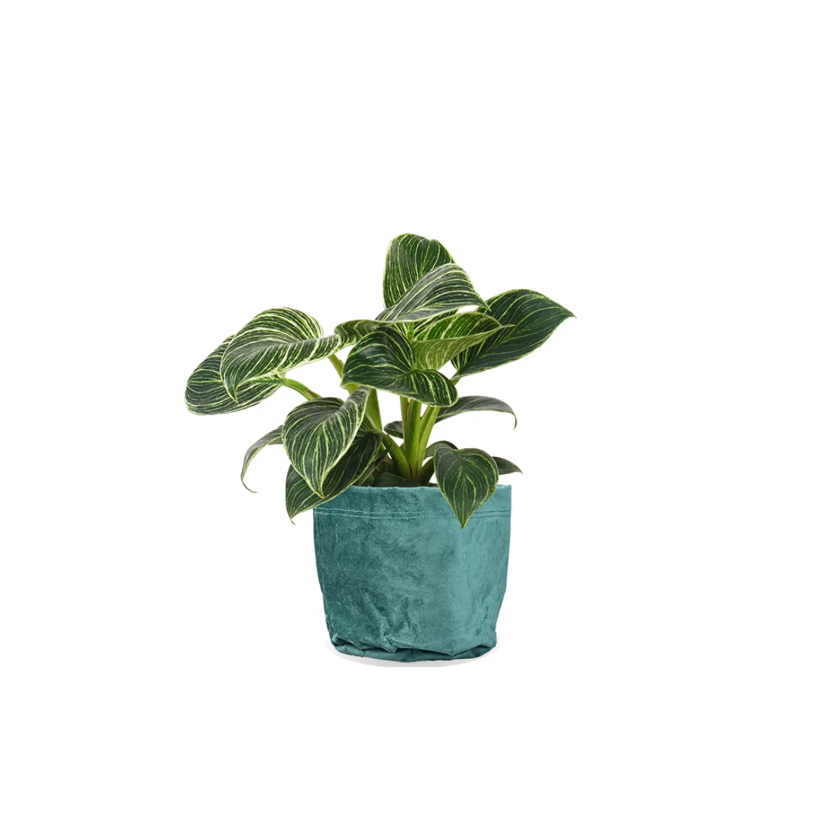 Philodendron birkin (Tree Friend) (S)