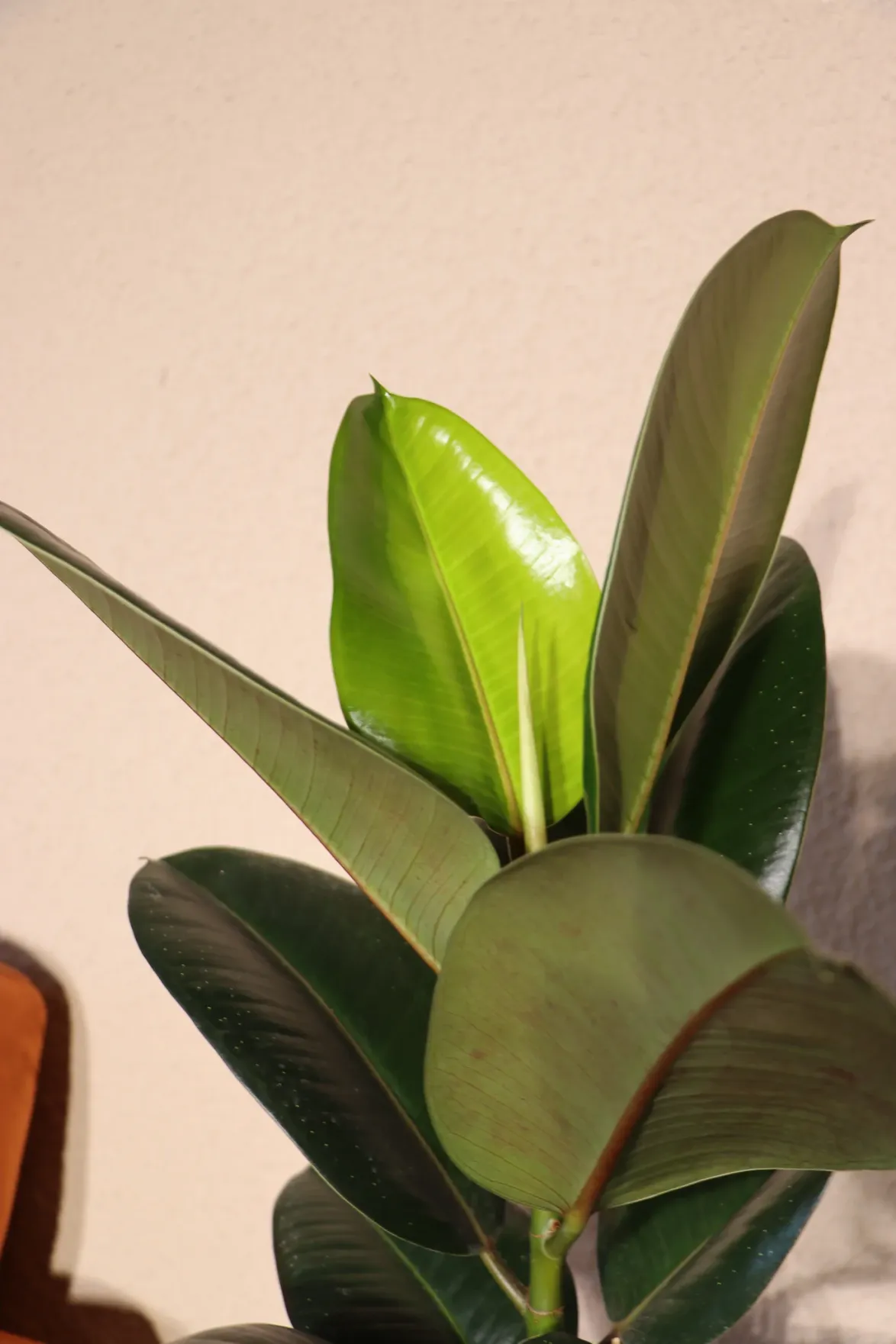 Ficus robusta (rubber tree) (M)