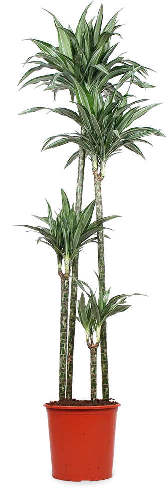 Dracaena ulises (Dragon Tree) (XL)