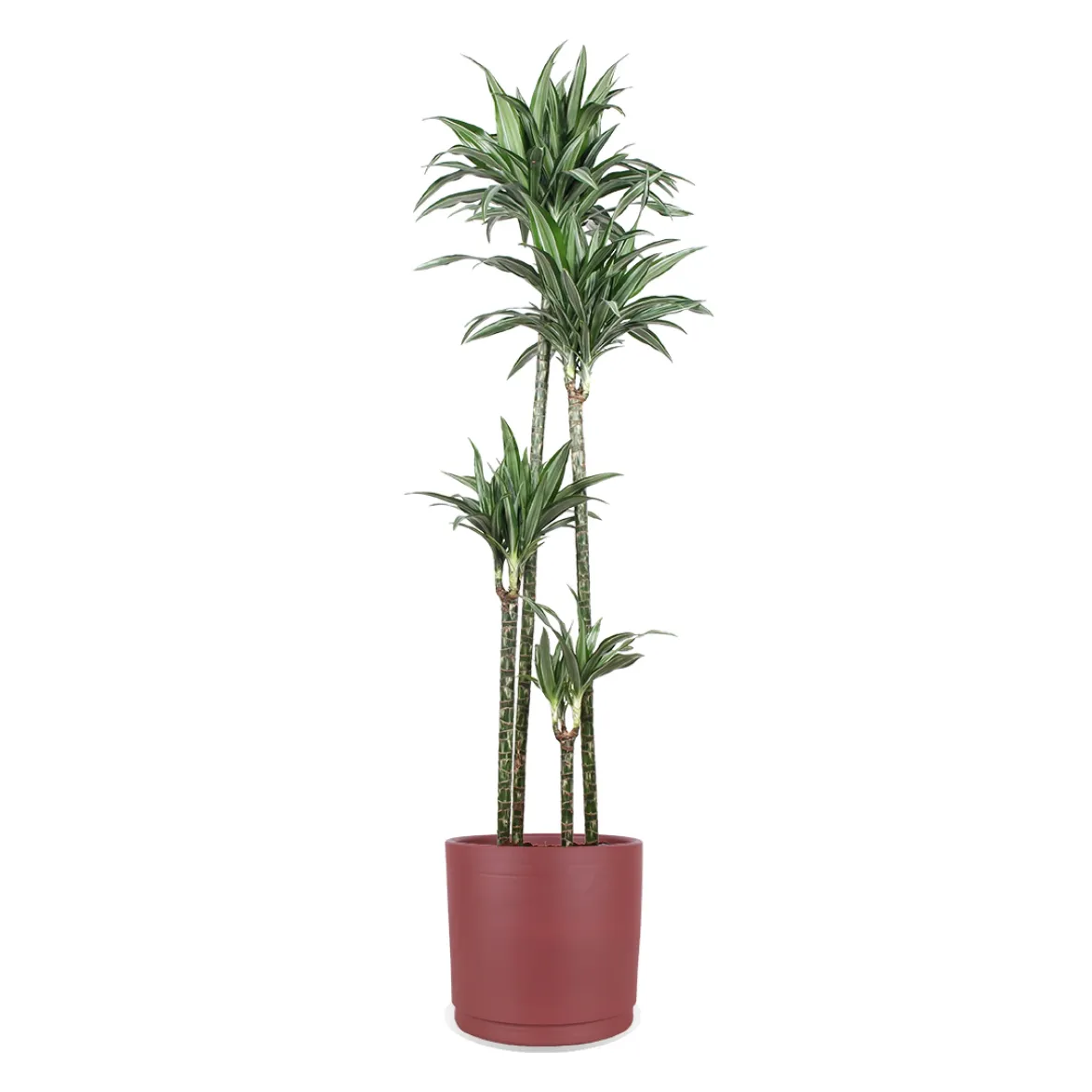 Dracaena ulises (Dragon Tree) (XL)