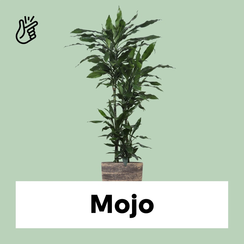 Dracaena janet lind (Dragon Tree) (XL)