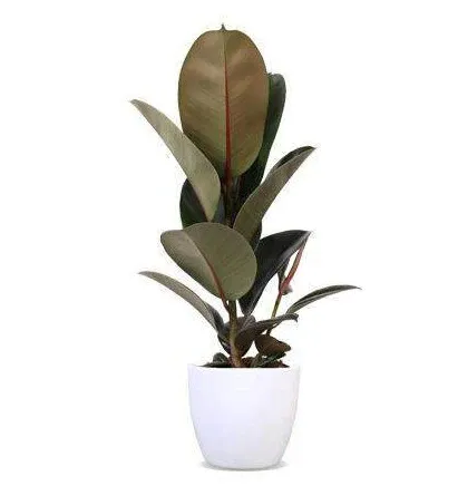 Ficus robusta (rubber tree) (M)