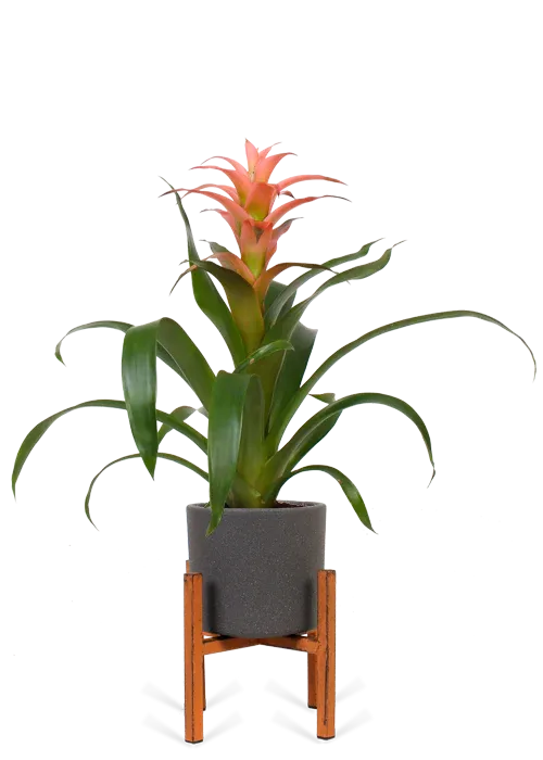 Guzmania melissa (bromeliad)