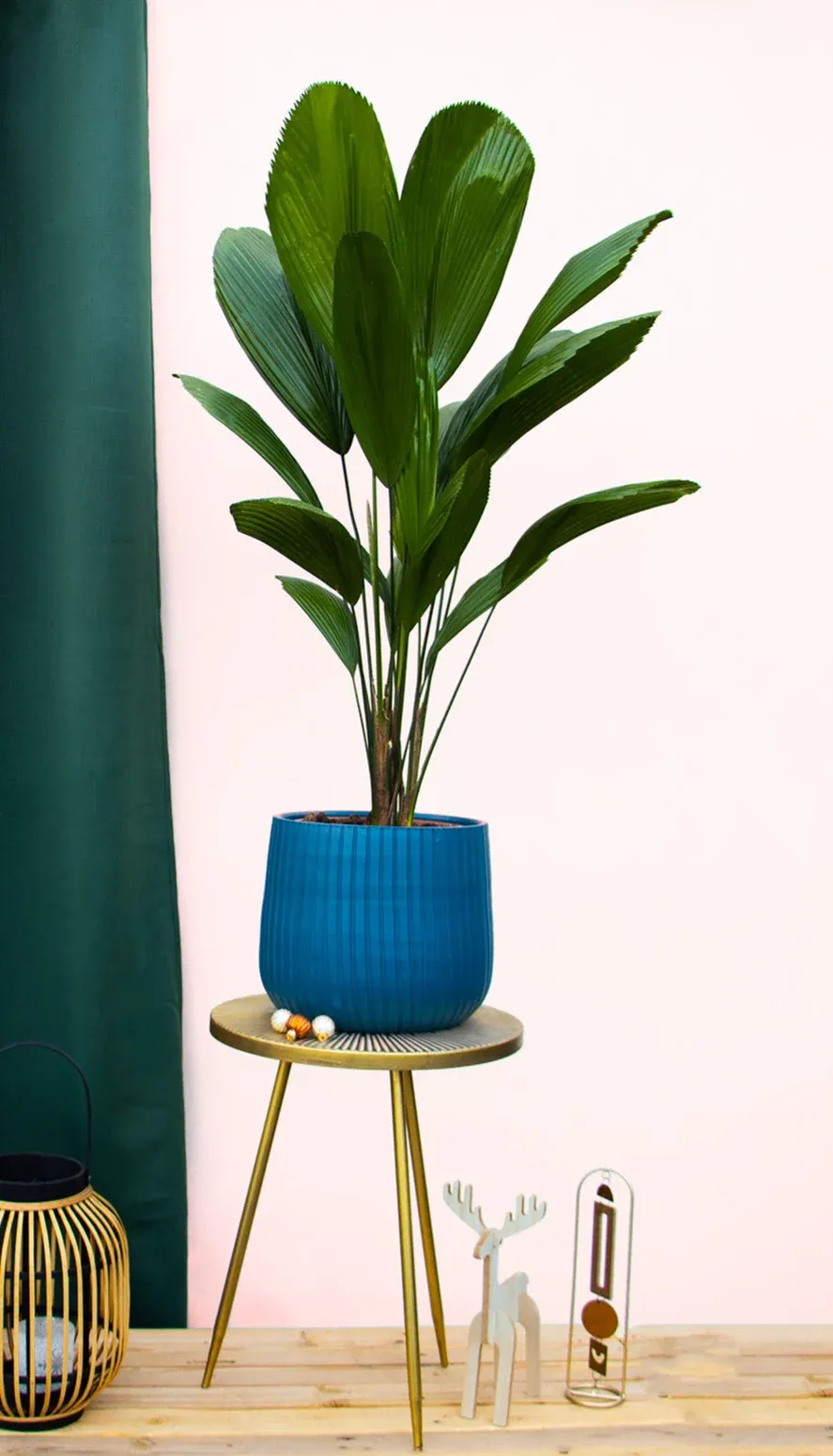 Licuala grandis (Sunflower Palm) (M)