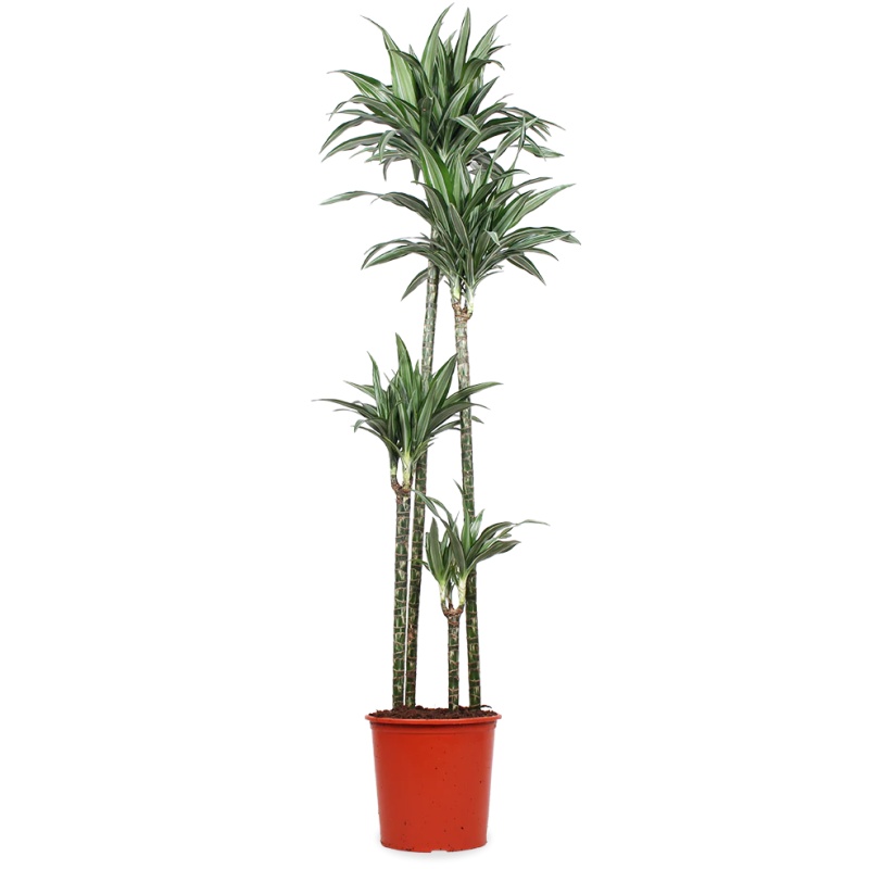 Dracaena ulises (Drachenbaum) (XL)