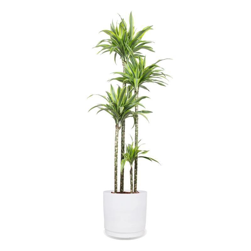 Dracaena lemon lime (Drachenbaum) (XL)