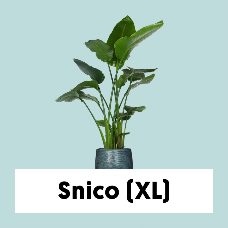 Strelitzia nicolai (Paradise-flowered) (XL)