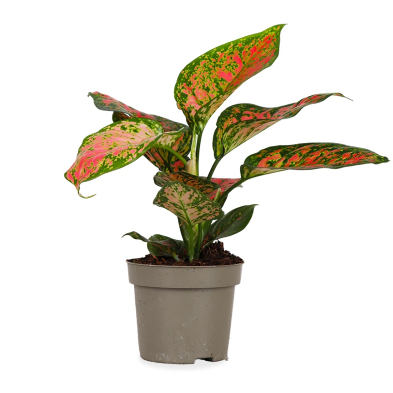 Aglaonema spotted star (S)