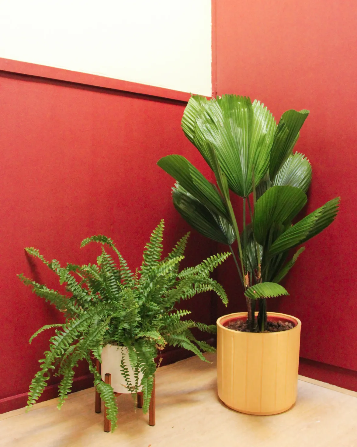 Licuala grandis (Sunflower Palm) (M)