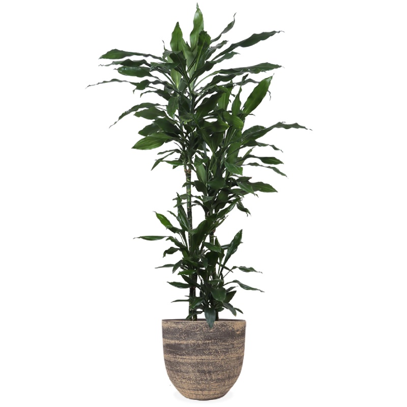 Dracaena janet lind (Dragon Tree) (XL)