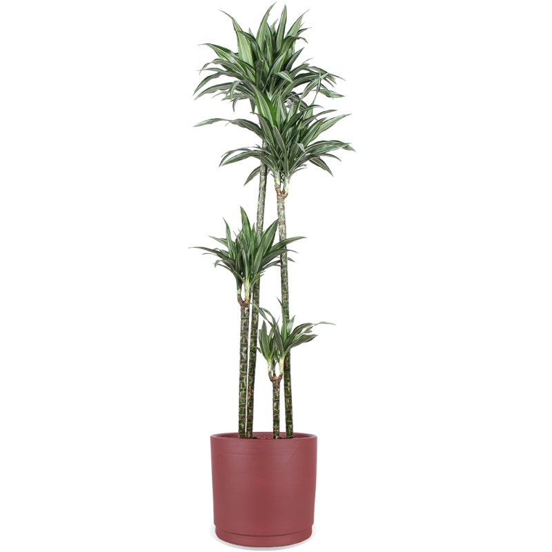Dracaena ulises (Drachenbaum) (XL)