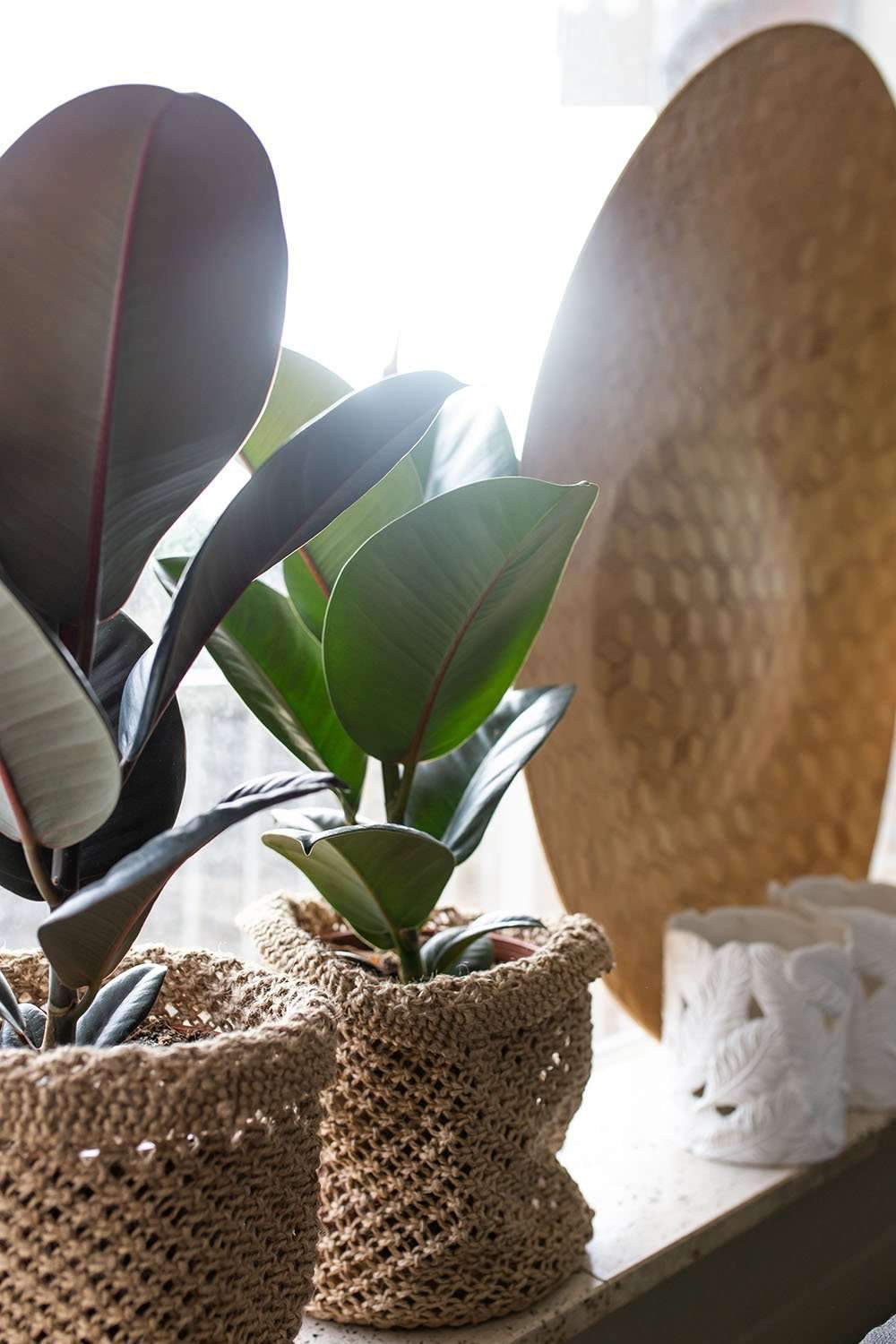 Ficus robusta (rubber tree) (M)