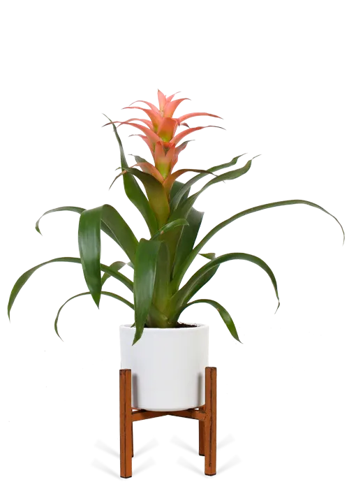 Guzmania melissa (bromeliad)